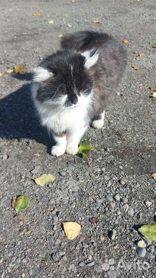 Кошка