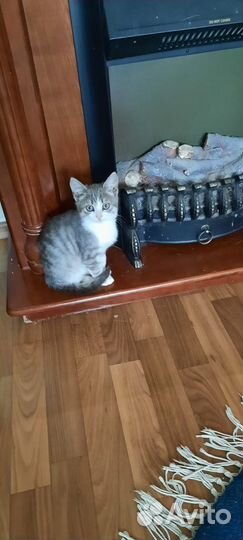 Кошка в дар бесплатно