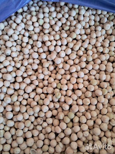 Семена гороха