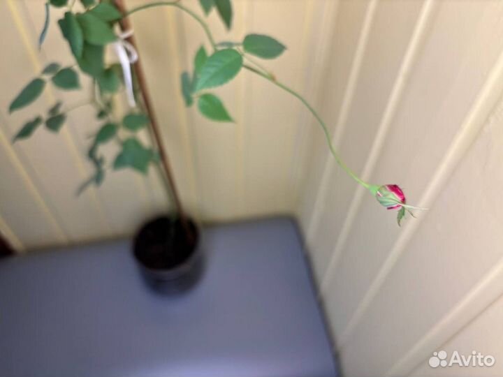 Бенгальская роза малиновая