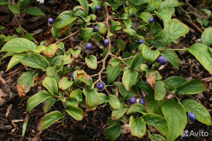 Симплокос метельчатый и китайский, семена