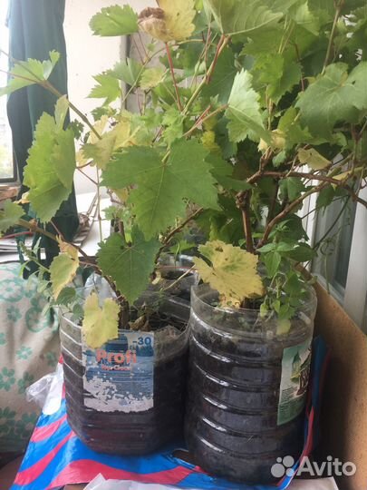 Саженцы винограда