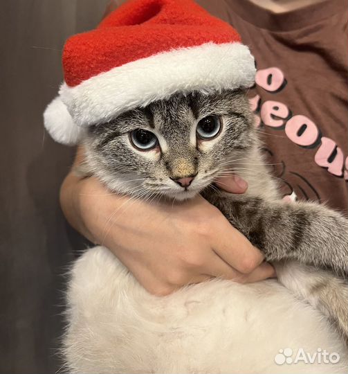 Отдам котика в самые добрые ручки