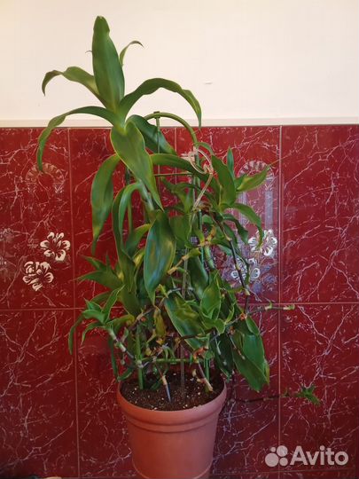 Лечебный цветок,Золотой ус