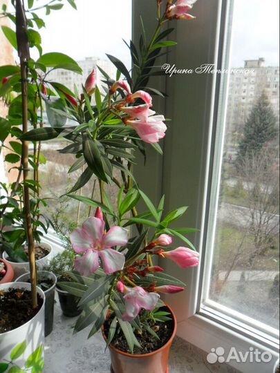 Олеандр Симиэ