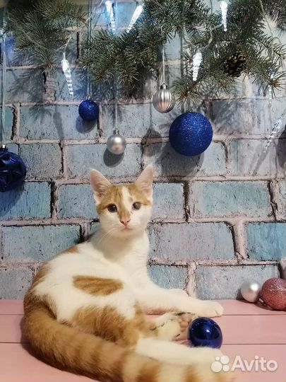 Пристраивается котёнок