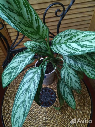 Золотой ус, крассула, алоэ, аглаонема