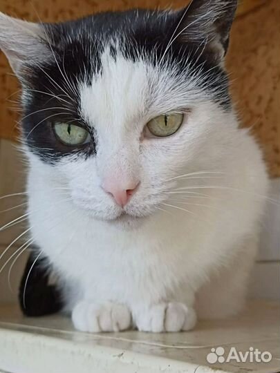 Кошка Сима