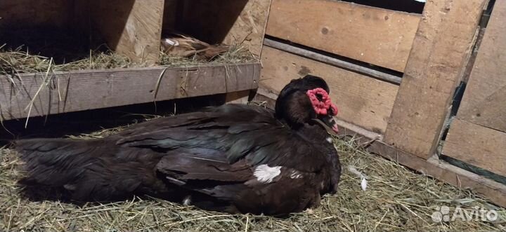 Мускусные утки (индоутки)