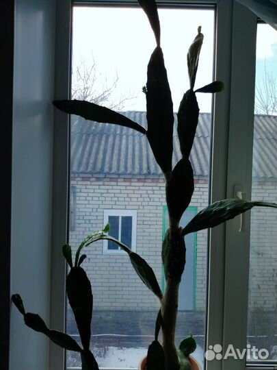 Кактус «Цабар» (высокорослый)