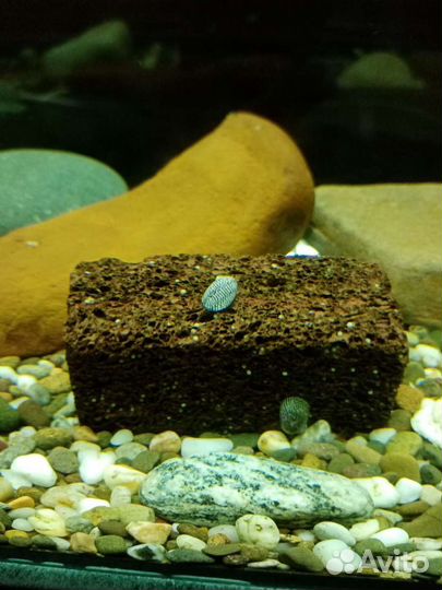 Продам растения и улитки теодоксусы