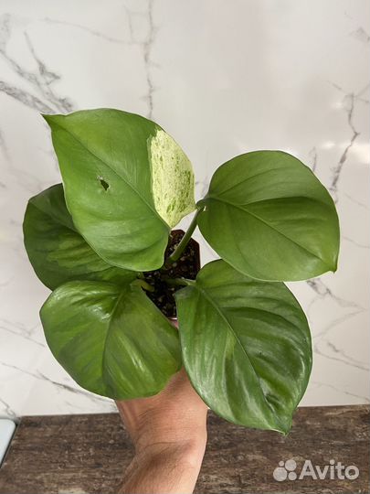 Эпипремнум хэппи лиф