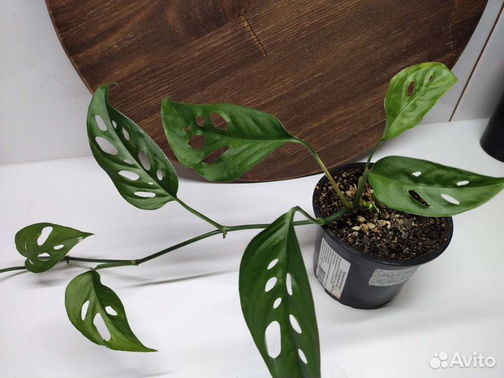 Монстера Адансона