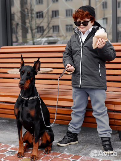 Доберман на фотосессию