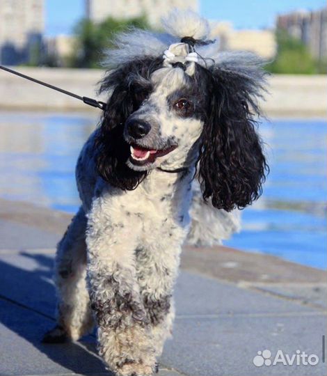 Передержка, догситтер, зооняня, рн. мамайка