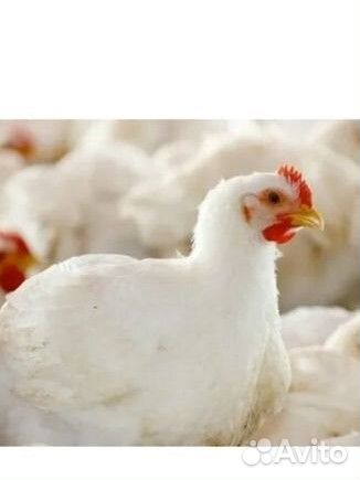 Куры бройлеры живым весом