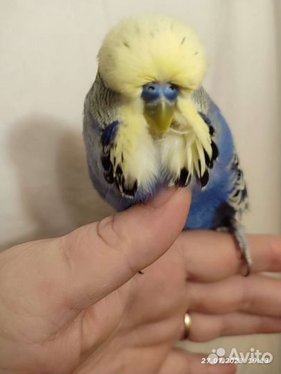 Ввп чех самец