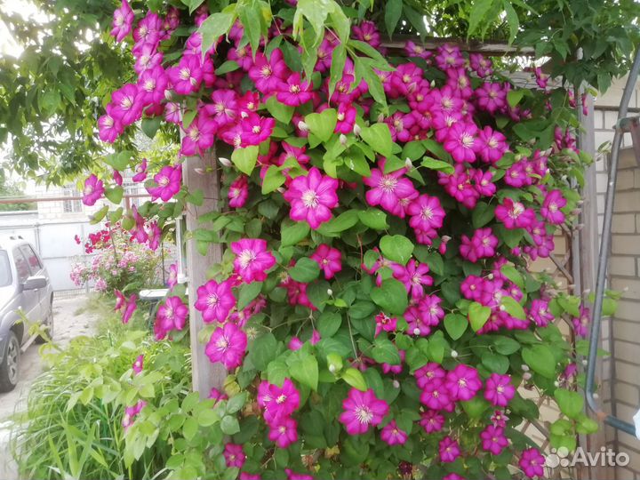 Саженцы клематиса *Виль де Леон