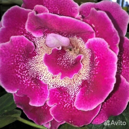 Глоксиния ао-Катаринка