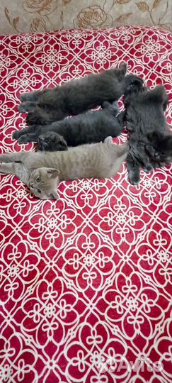 Британские котята