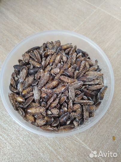 Мраморные тараканы замороженные