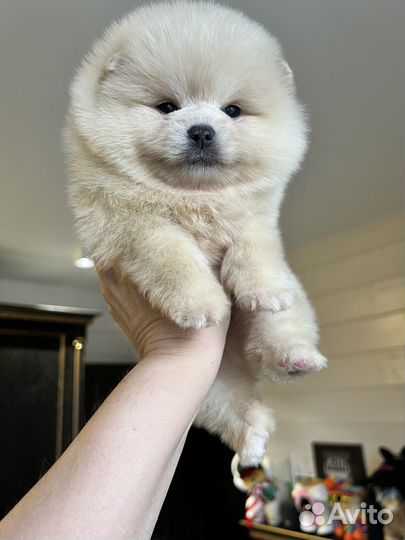 Шпиц мальчики микро/мини