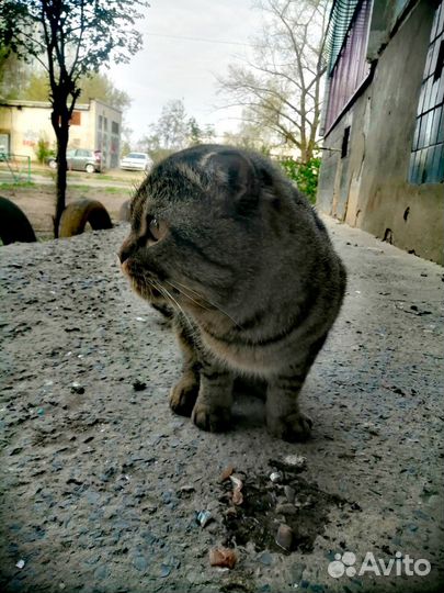 Шотландская