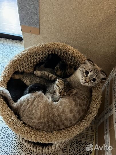 Шотландская кошечка стерильна