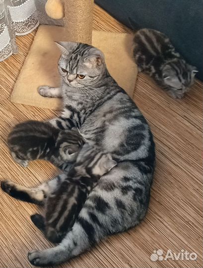 Шотландские котята