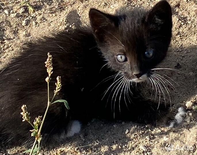 Котята в добрые руки бесплатно