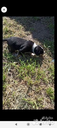 Щенки дворняжки