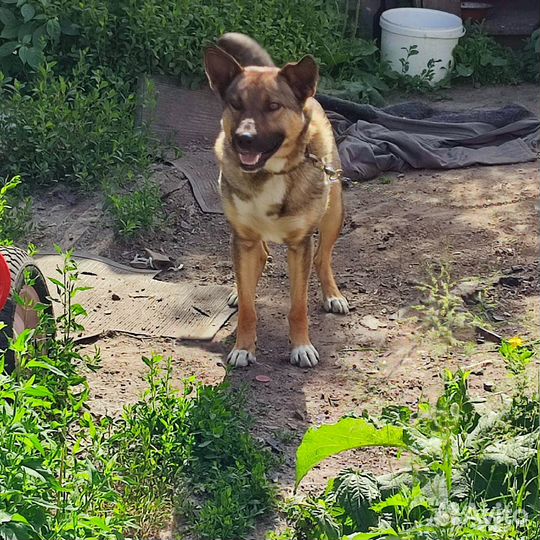 Кобель для охраны участка