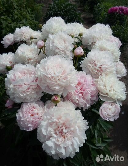 Пионы коллекционные