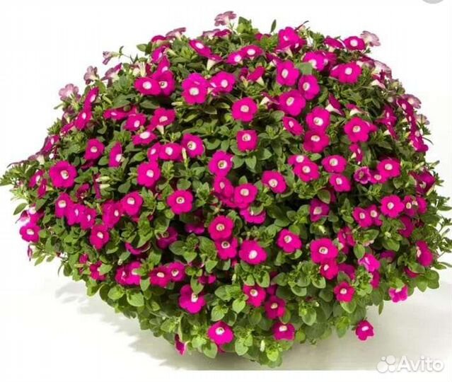 Петуния вегетативная