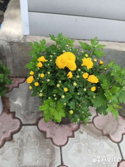 Хризантема