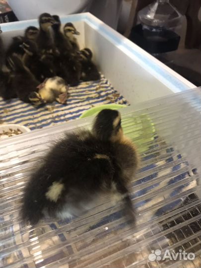 Утята бегунок