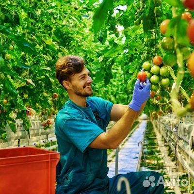 Овощевод. Теплицы