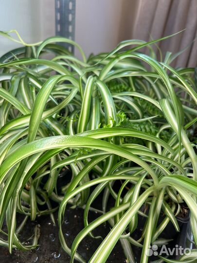 Хлорофитум бонни кучерявый