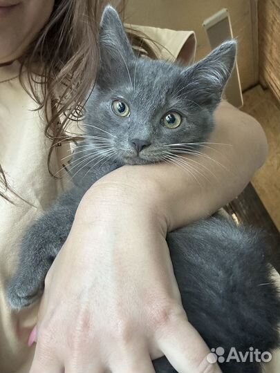 Отдам бесплатно котят