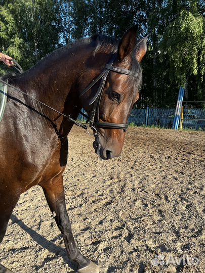 Продам коня, мерин