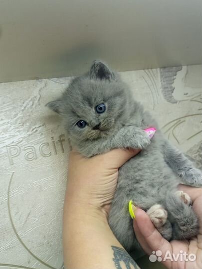 Британские котята