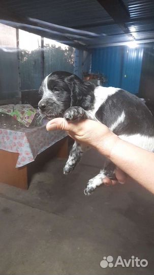 Щенки русского спаниеля