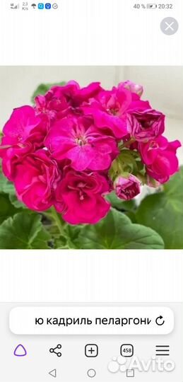 Пеларгония герань сортовая