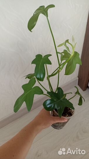 Фил. Гитара видный 350руб