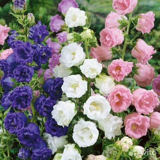 Колокольчики / цветы многолетние