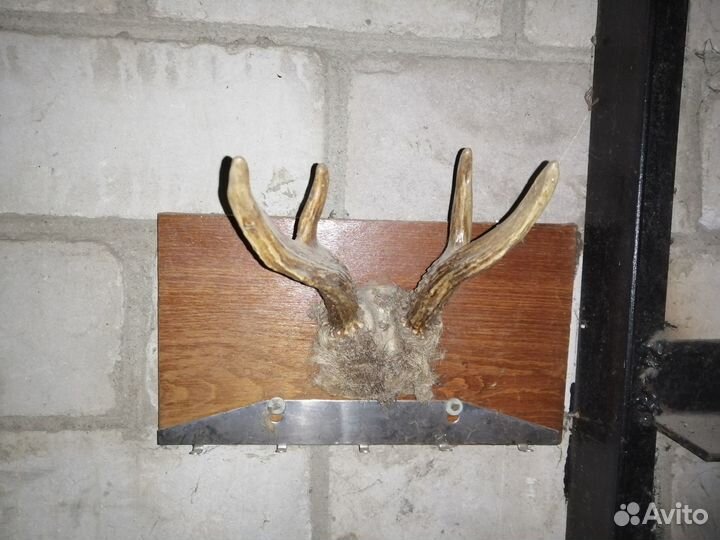 Рога косули