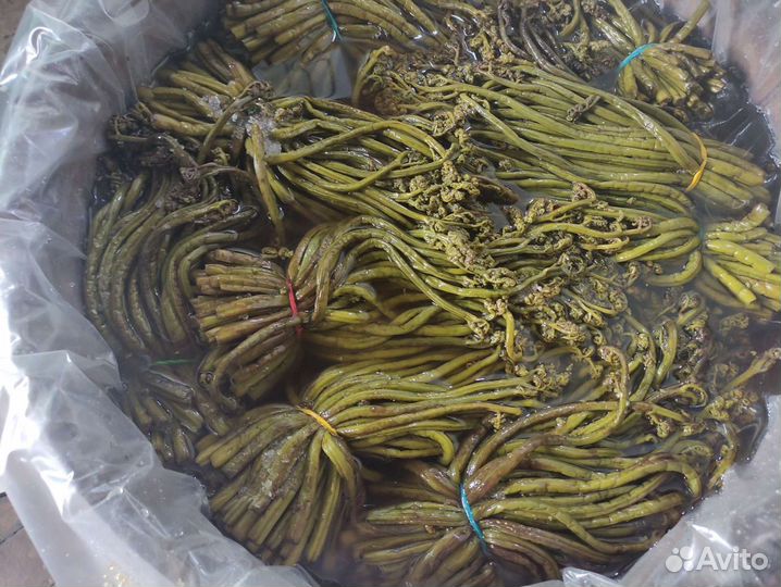 Папоротник соленый (орляк)