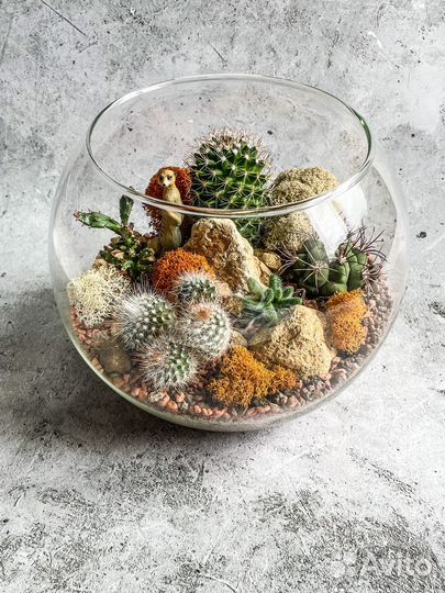 Флорариум. Кактусы