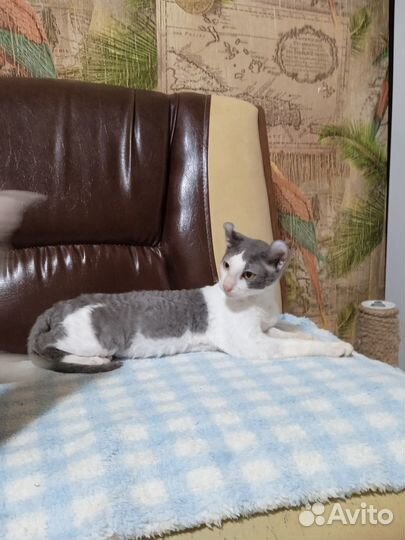 Бриллиантовый эльф