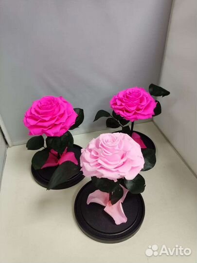 Розы оптом